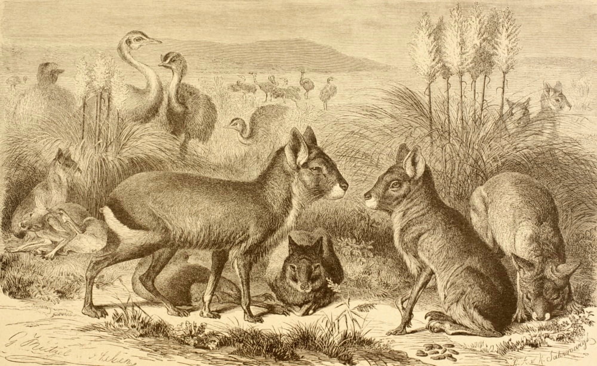 A Family Of Patagonian Maras Or Patagonian Cavies From La Vida De Los Animales Published Spain Circa 1885 Canvas Art - Ken Welsh Design Pics (36 x 22)