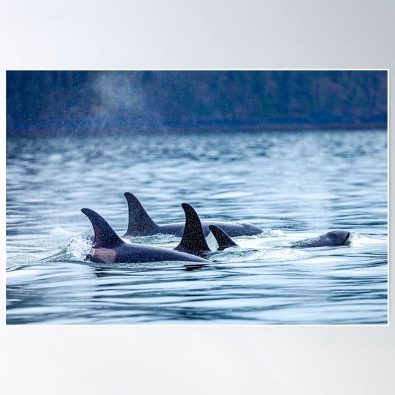 Family Pod Of Orca On The Move Poster Wall Art, Modern Wall Decor For Living Room Bedroom, 8x12 UNFRAMED