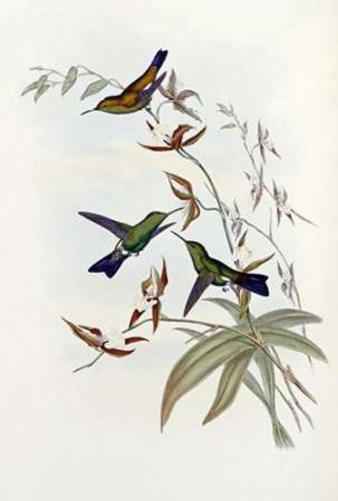Family of Hummingbirds Canvas Art - John Glover (24 x 36)