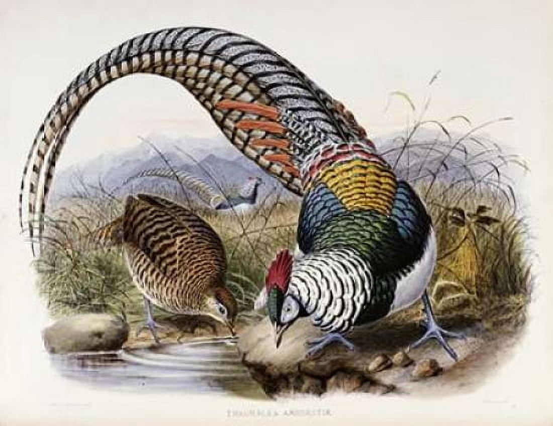 Family of Pheasants Canvas Art - Daniel Giraud Elliot (22 x 28)