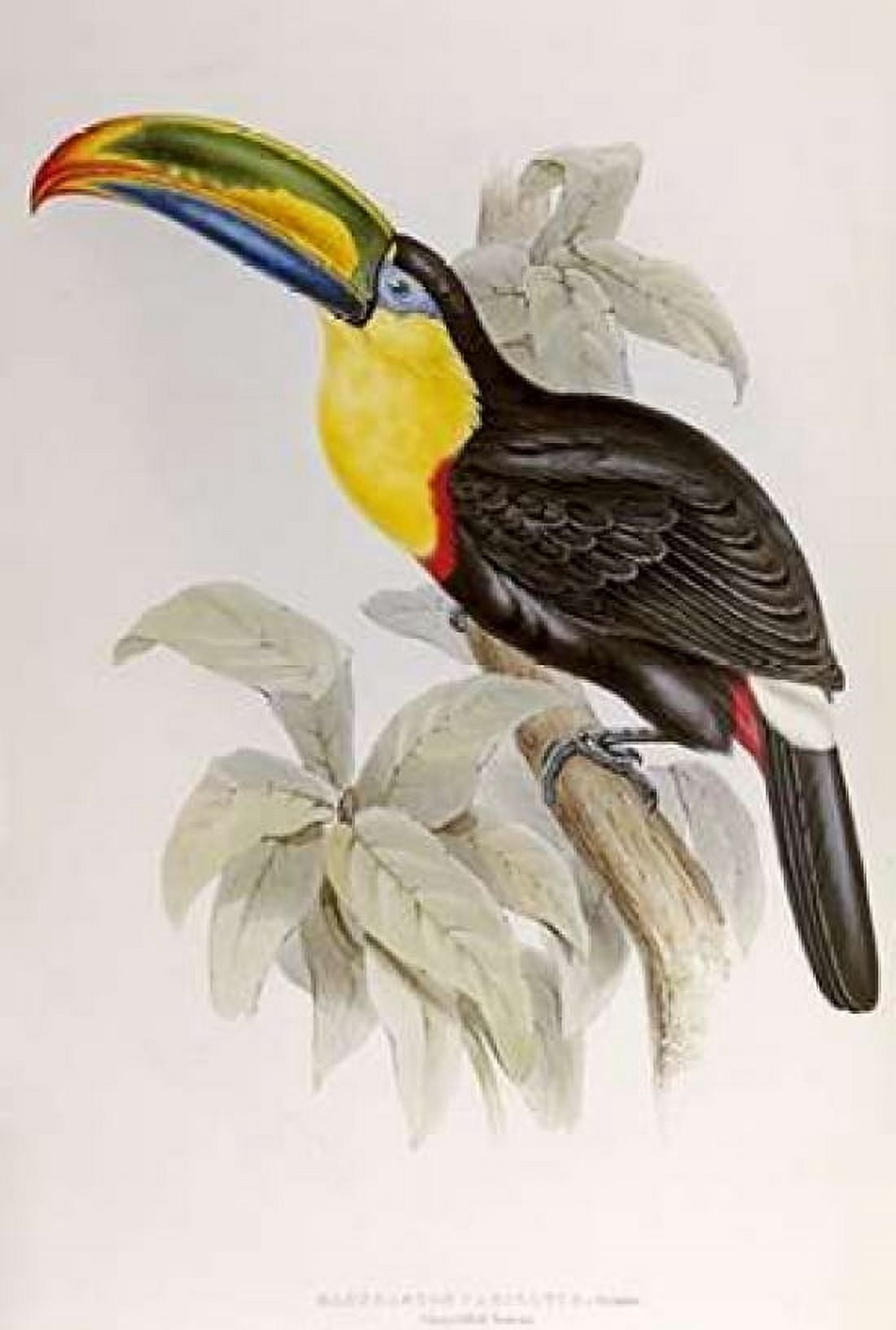 Family of Toucans Canvas Art - John Glover (12 x 18)