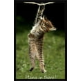 thumbnail image 1 of Famous Kitten Hang In There Poster Wall Poster, 22.375" x 34", Framed, 1 of 2