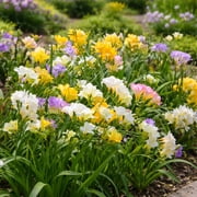 Famously Fragrant Colorful Mixed Freesia Flowers - 30 Bulbs - Red, Yellow, Pink, White Flowers Attracts Butterflies, Bees & Hummingbirds-Spring Garden Perennial