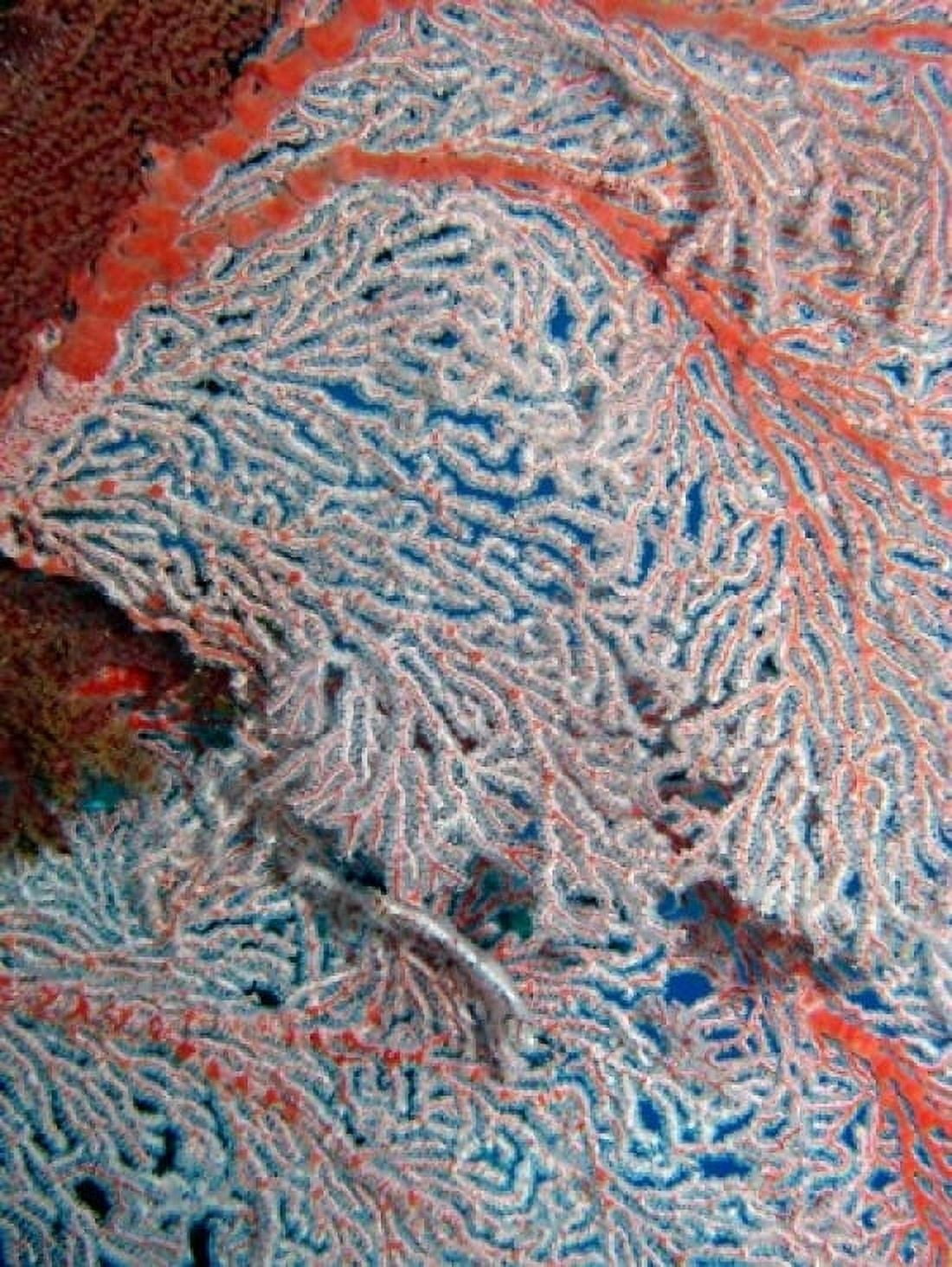 Fan Coral Great Barrier Reef Queensland Australia Canvas Art - David Wall DanitaDelimont (24 x 36)
