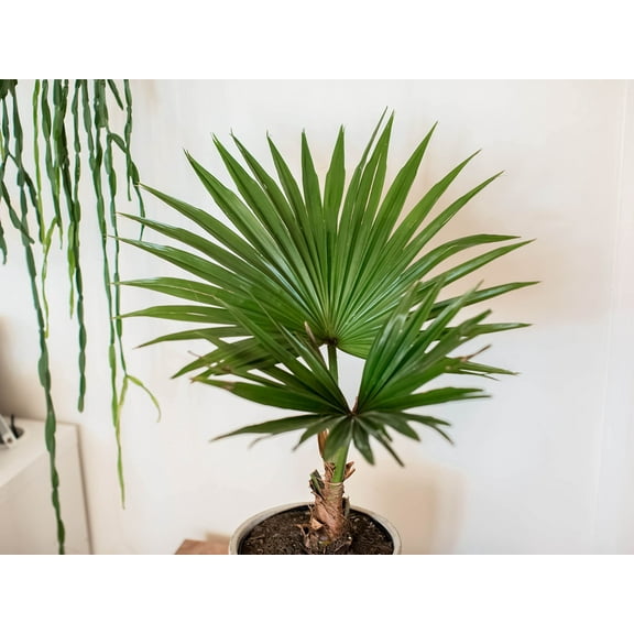 Fan Palm Bonsai Tree Seeds - 10 Seeds for Planting