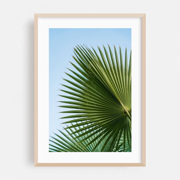 Fan Palm I - Photography Palm Tree Tropical Botanical Nature Minimalist Summer Scenic Oak Framed Wall Art Print 5 x 7 inches