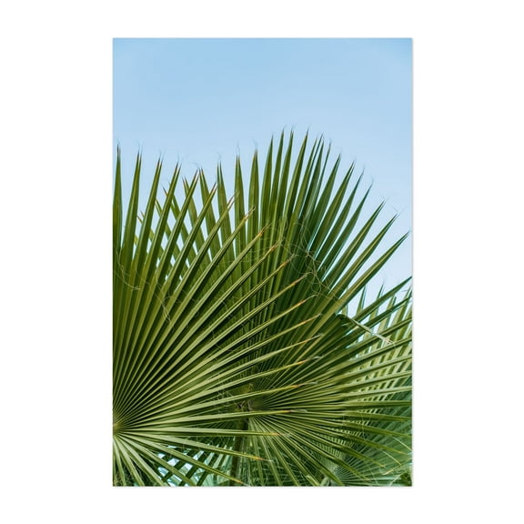 Fan Palm II - Photography Unframed Wall Art Print 5 x 7 inches
