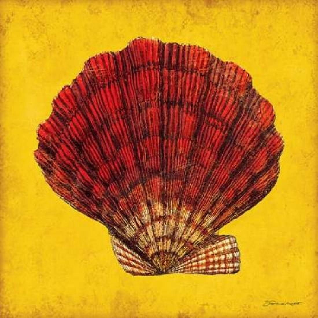 Fan Shell Canvas Art - Stephanie Marrott (24 x 24)
