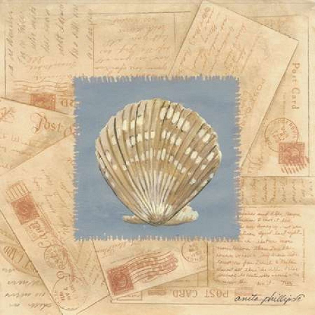 Fan Shell Postcard Canvas Art - Anita Phillips (24 x 24)