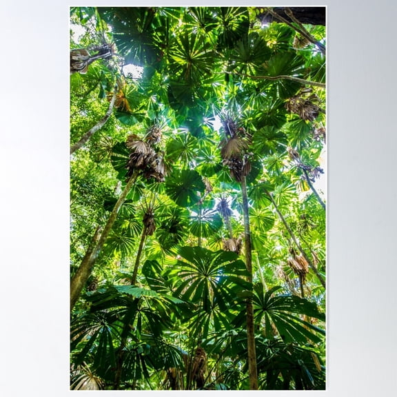 Fan palm forest Poster, 12x18 UNFRAMED