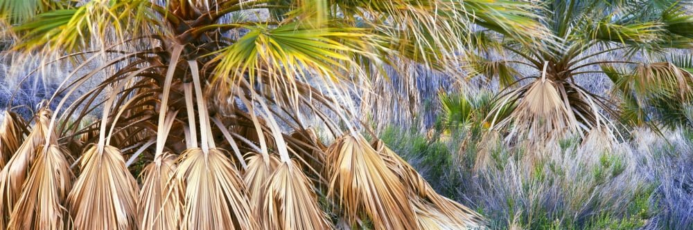 Fan palms thrives near Cottonwood Springs Joshua Tree National Park California USA Canvas Art - Panoramic Images (36 x 12)