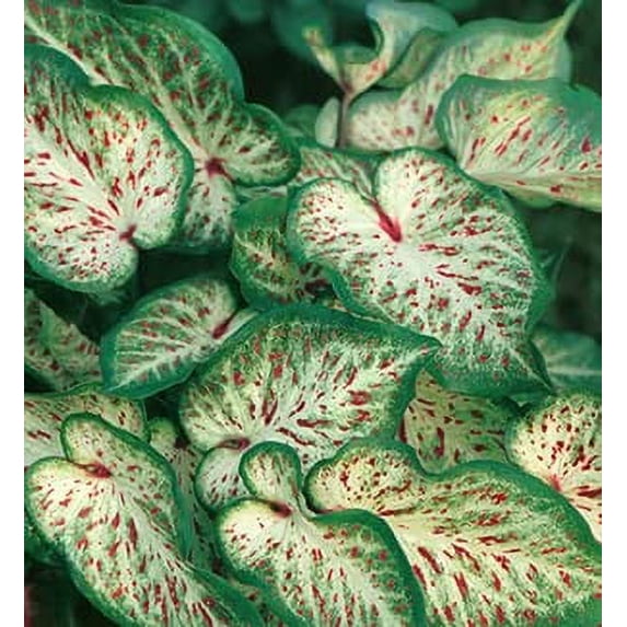 Fancy Caladium Bulbs for Planting (2 Bulbs) - Easy & Fast Growing Indoor or Outdoor Plants (Gingerland)