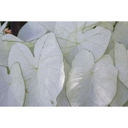 CZ Grain Fancy Caladium Plant Bulbs (2 Count), Fast Growing