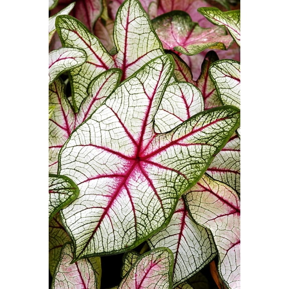 Fancy Caladium Bulbs for Planting (2 Bulbs) - Easy & Fast Growing Indoor or Outdoor Plants (White Queen)