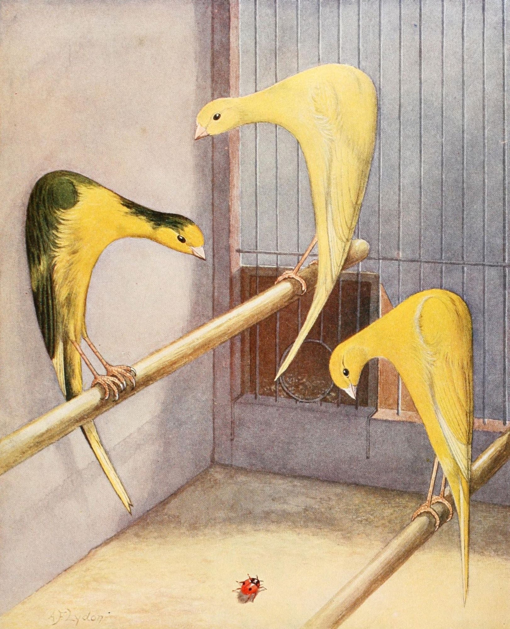Fancy Canaries Canvas Art - AF Lydon (18 x 24)