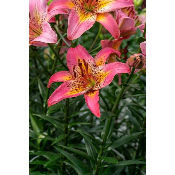 Fancy Dance Asiatic Lily 3 Bulbs - Pink/White/Yellow Blooms - 12/14cm Bulbs