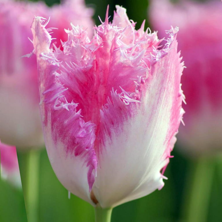 Fancy Frills Tulip 8 Bulbs - Ivory White/Rose Pink - 12/+ cm Bulbs