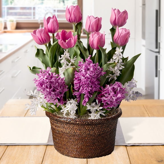 Fancy & Frilly Indoor Potted Bulb Garden - Simply Water and Flowers Open in 3-6 Weeks - Pleasantly Scented - Grows Well In Containers - Gift Ready Flower Bulbs