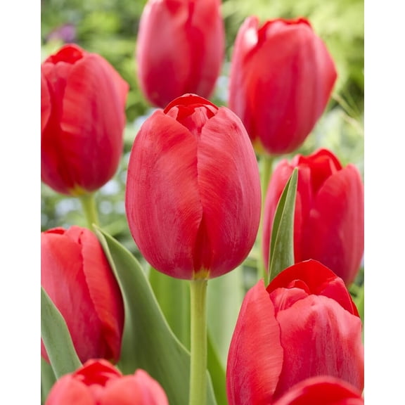 Fancy Red Tulip Bulbs for Planting, Easy to Grow Perennial Flower Bulbs (10 Bulbs)