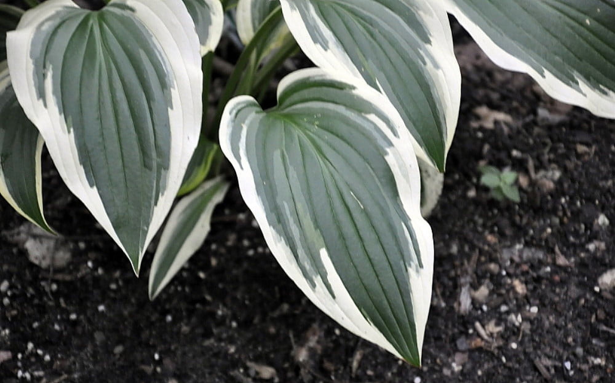Fantabulous Hosta - Cream & Green - Live Plant- Quart Pot - Walmart.com