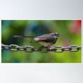 thumbnail image 1 of Fantail ~ Grey Fantail 5Fcjvnrt By David Irwin Poster Wall Art, Modern Wall Decor For Living Room Bedroom, 12x18 UNFRAMED, 1 of 3