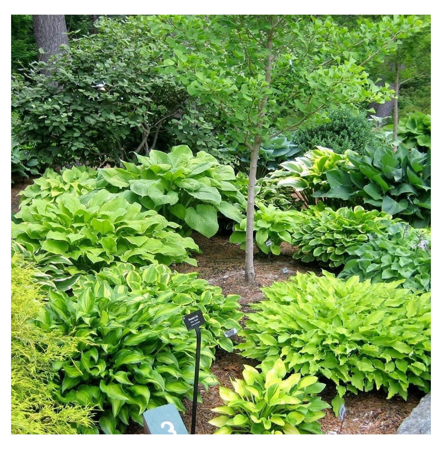 Fantastic Deal 12 Bare Roots Hosta Plants Mixed HeartShaped Hosta