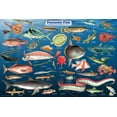 thumbnail image 1 of Fantastic Fish Educational Science Classroom Reference Chart Print Poster 24x36, 1 of 3