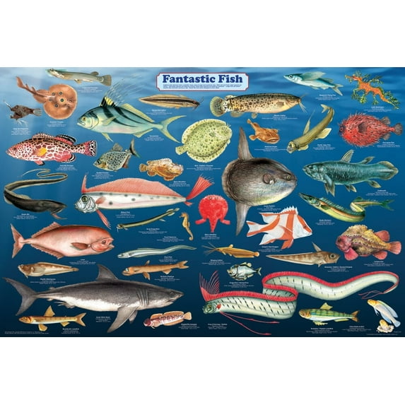 Fantastic Fish Laminated Educational Science Classroom Reference Chart Print Poster 24x36