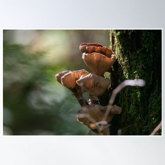 Fantastic Fungi Poster Wall Art, Modern Wall Decor, 12x18 UNFRAMED