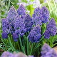 thumbnail image 1 of Fantasy Creation Grape Hyacinth 30 Bulbs - 8/9cm Bulbs - Muscari, 1 of 4