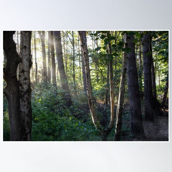 Fantasy Forest Poster Wall Art, Modern Wall Decor, 8x12 UNFRAMED