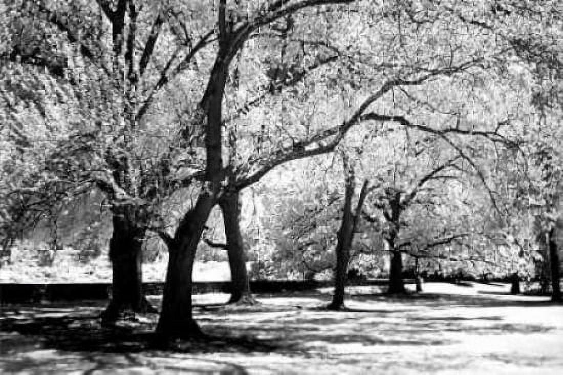 Fantasy Oaks Canvas Art - Alan Hausenflock (12 x 18)
