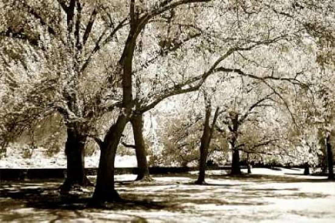 Fantasy Oaks Canvas Art - Alan Hausenflock (24 x 36)