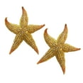 thumbnail image 1 of Farfi 2Pcs Dried Starfish Sea Star Beach Craft Wedding Party Home Decoration (2pcs), 1 of 9