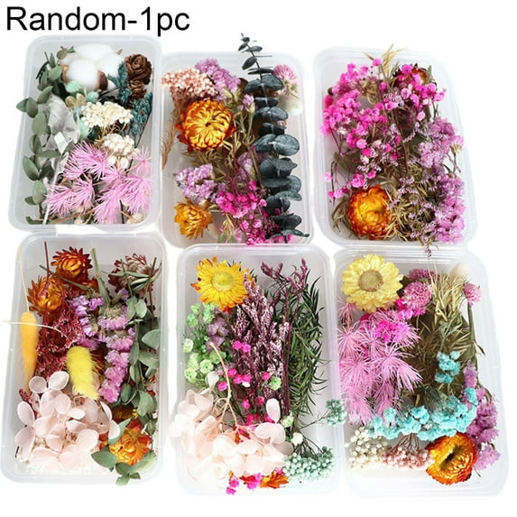Farfi Dried Flowers Home Photography Props DIY Ornament Craft Specimen Accessories (Random Color&Pattern)