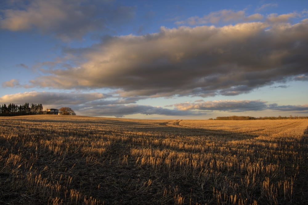 Farm And Stubble In Fall During Harvest Near Edmonton Alberta Canvas Art - Dan Jurak Design Pics (17 x 11)