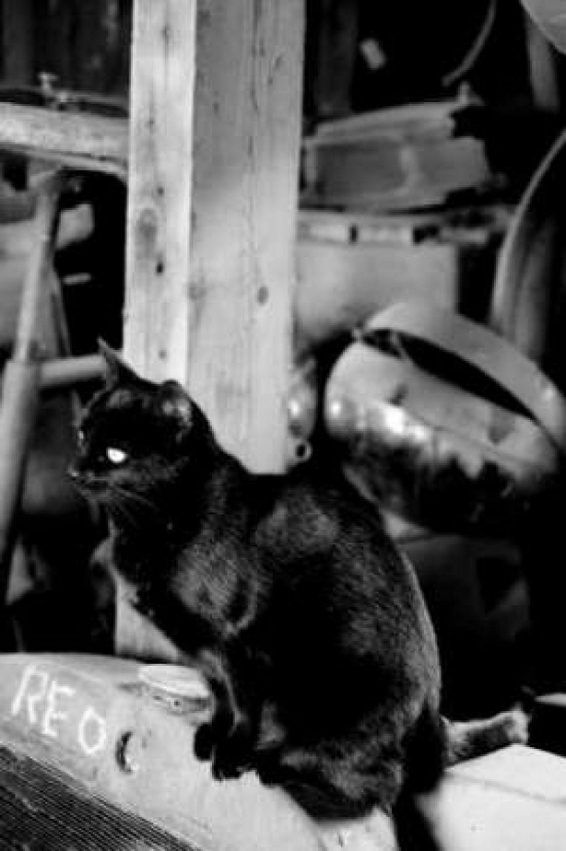 Farm Cat Canvas Art - Erin Berzel (20 x 28)
