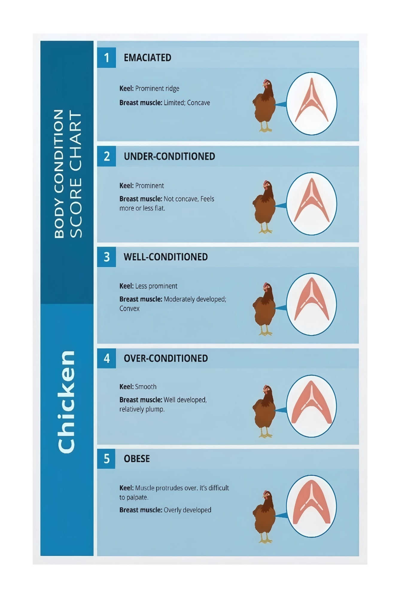 Farm Chicken Body Condition Score BCS Chart Poster Poultry Health ...