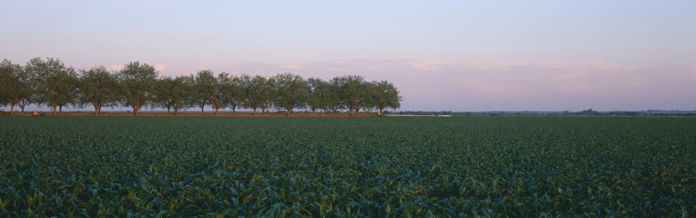 Farm Fields outside of San Antonio Texas Canvas Art - Panoramic Images (36 x 12)