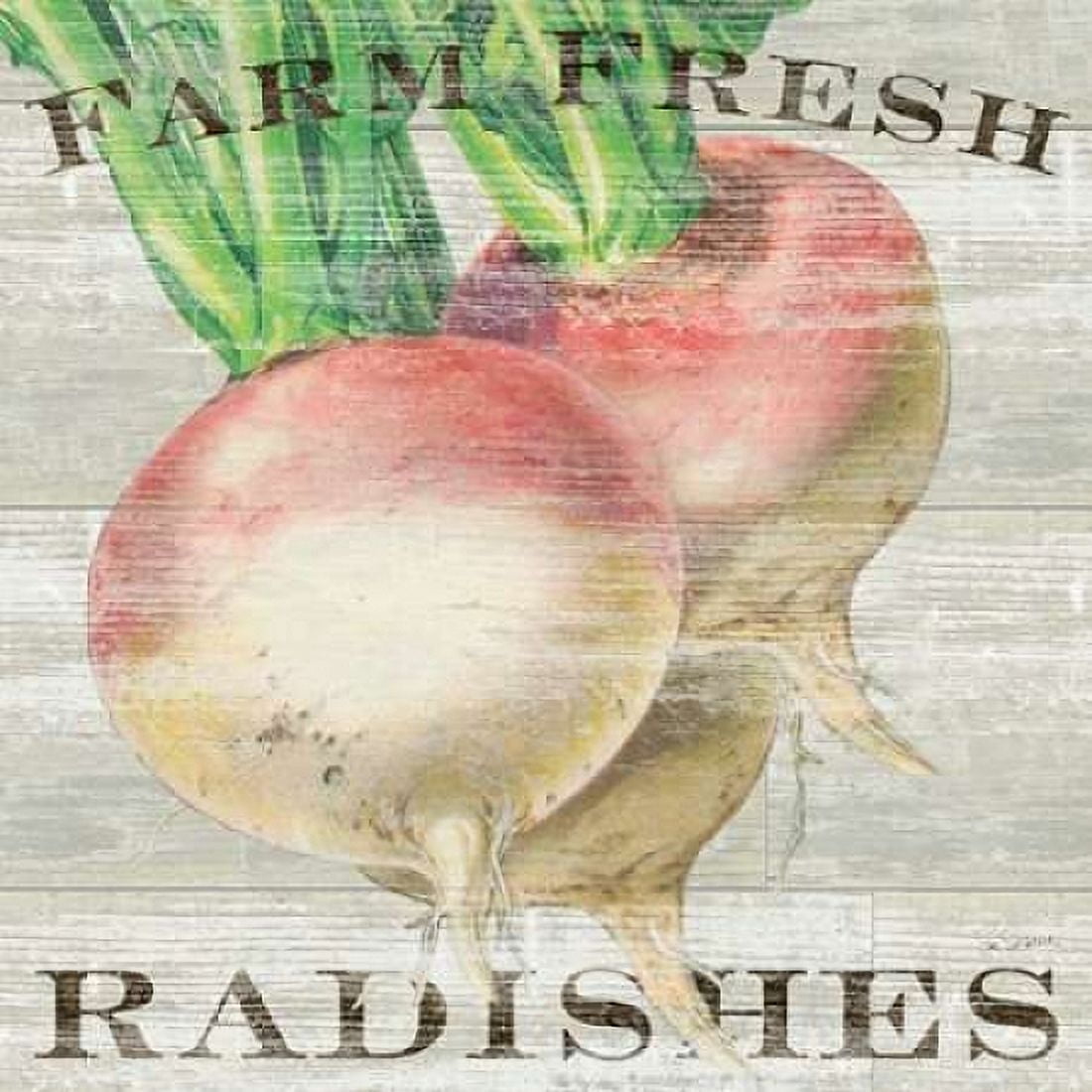 Farm Fresh Radishes Canvas Art - Sue Schlabach (24 x 24)