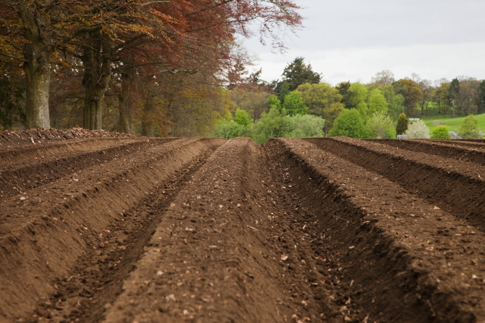 Farm Land Tilled And Ready For Planting Perth Scotland Canvas Art - John Short Design Pics (19 x 12)
