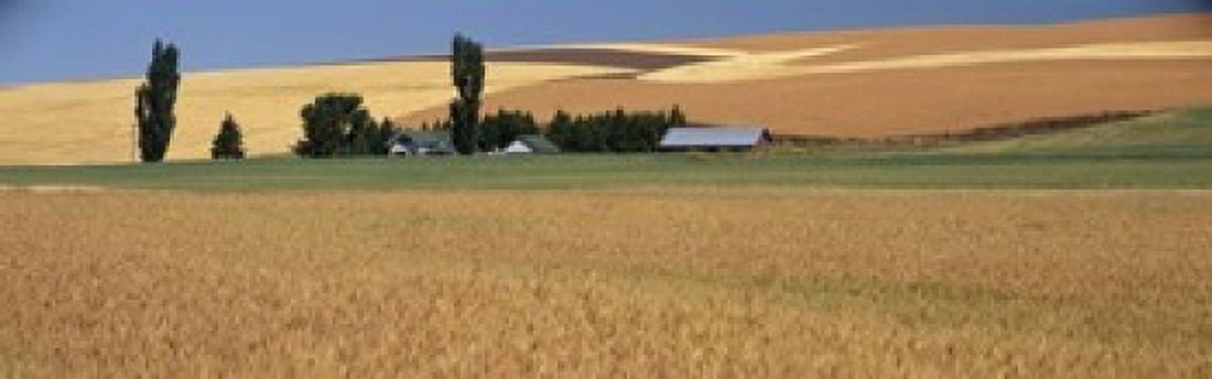 Farm Saint John Washington State USA Canvas Art - Panoramic Images (18 x 6)