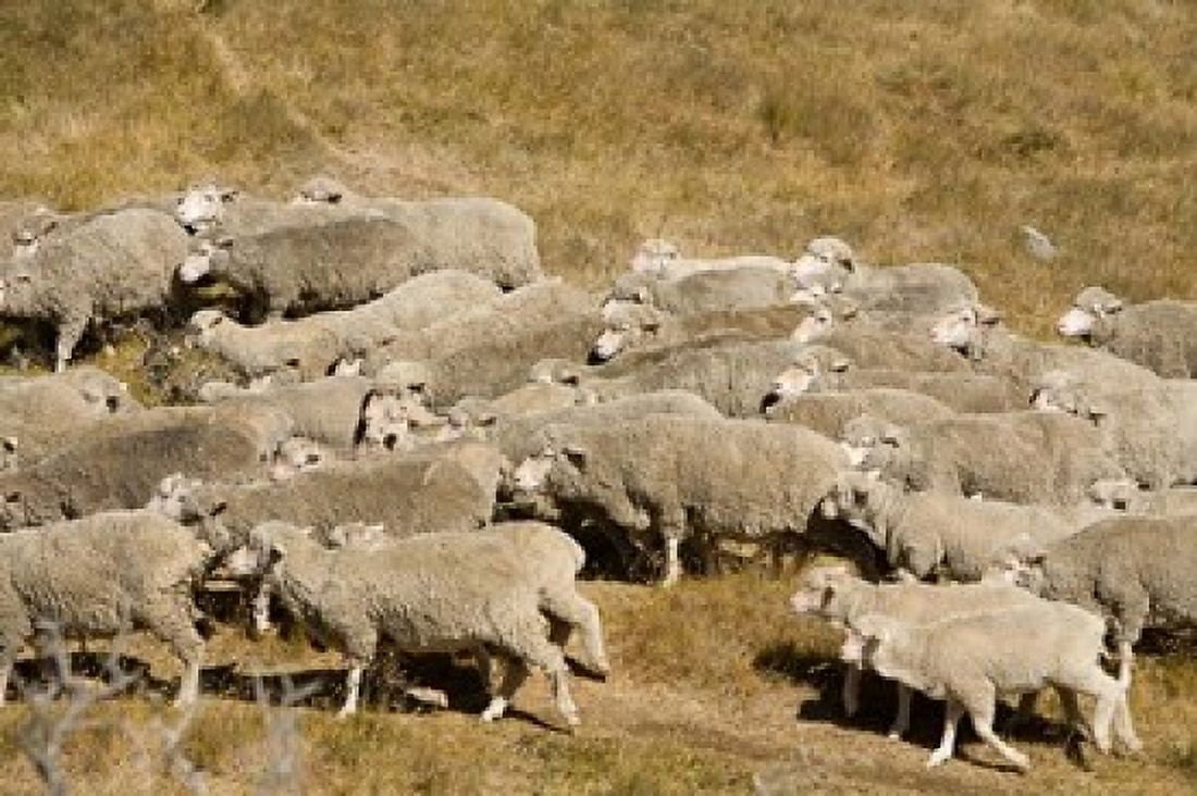 Farm animals Sheep herd South Island New Zealand Canvas Art - Gavriel Jecan DanitaDelimont (26 x 18)