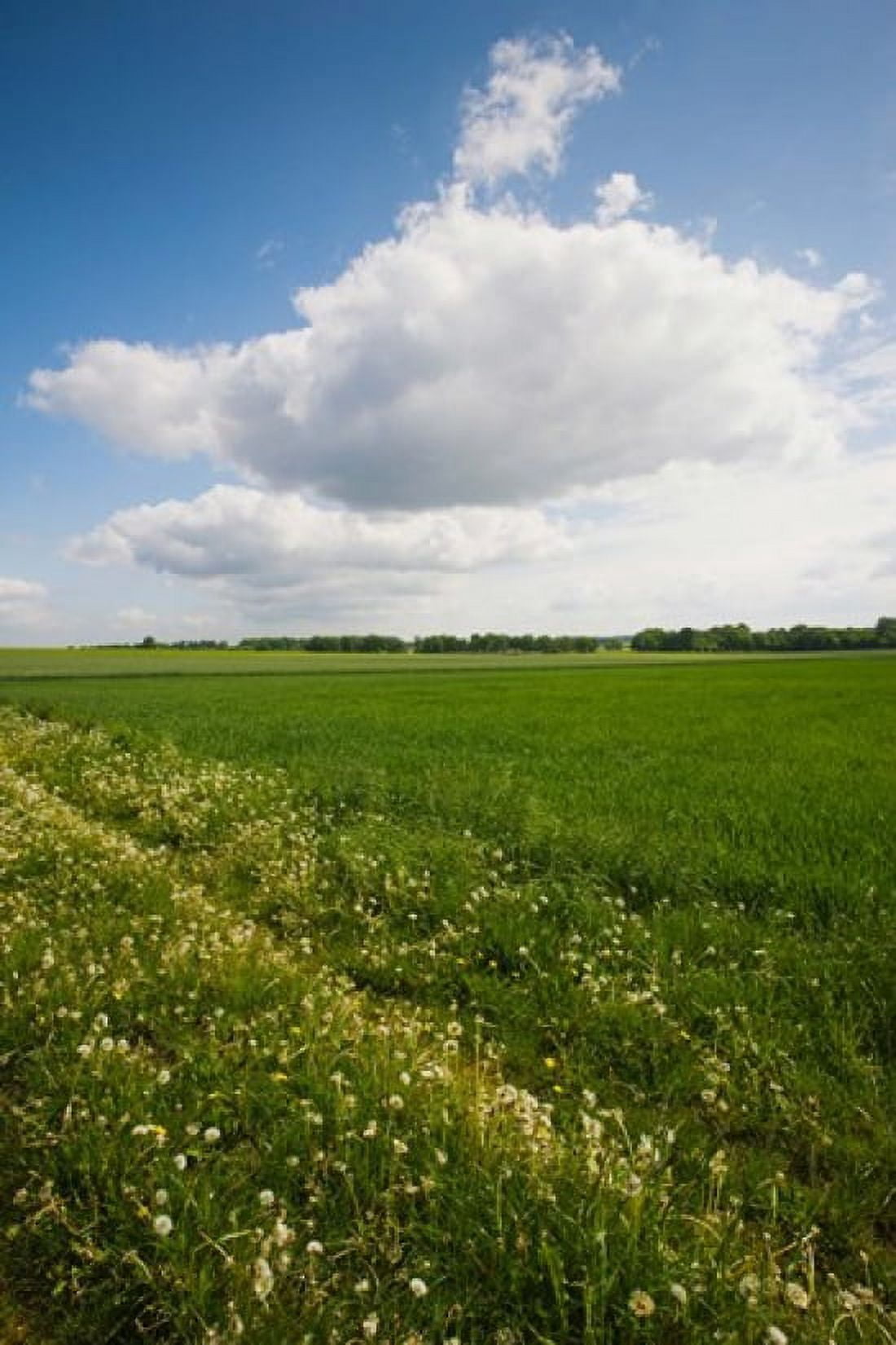 Farm field in springtime Bergen Lower Saxony Germany Canvas Art - Panoramic Images (24 x 36)