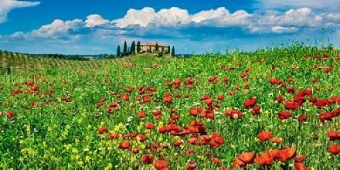 Farm house with cypresses and poppies Tuscany Italy Canvas Art - Frank Krahmer (10 x 20)