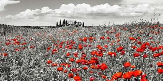 Farm house with cypresses and poppies Tuscany Italy Canvas Art - Frank Krahmer (10 x 20)
