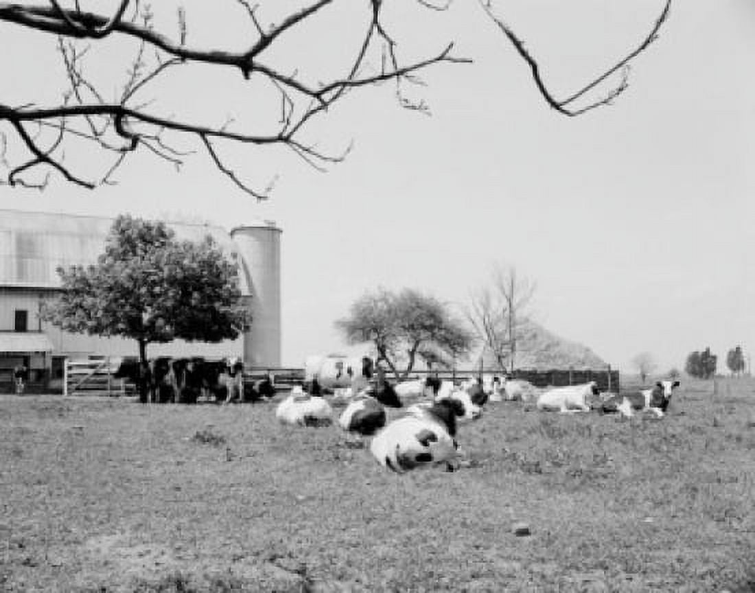 Farm with cows grazing on pasture Canvas Art - (18 x 24)