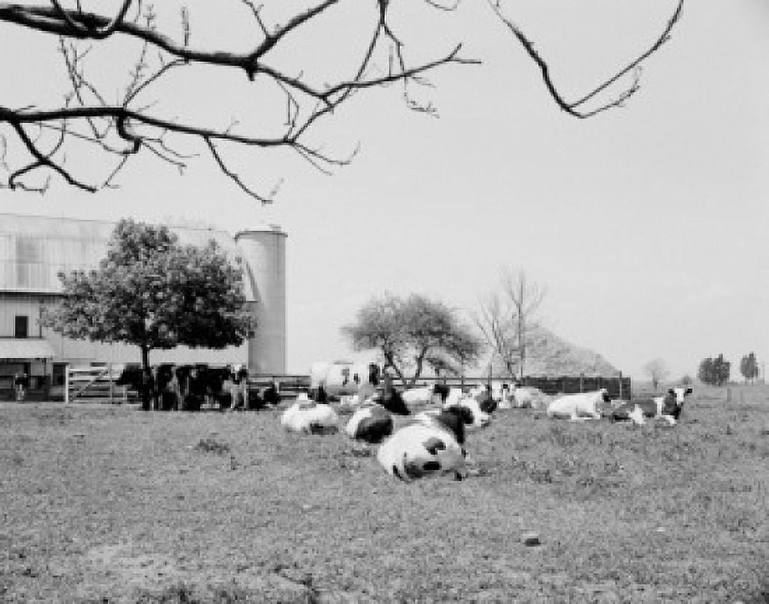 Farm with cows grazing on pasture Canvas Art - (24 x 36)