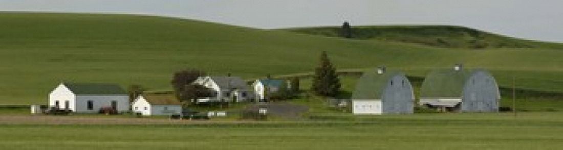 Farm with double barns in wheat fields Washington State USA Canvas Art - Panoramic Images (42 x 12)