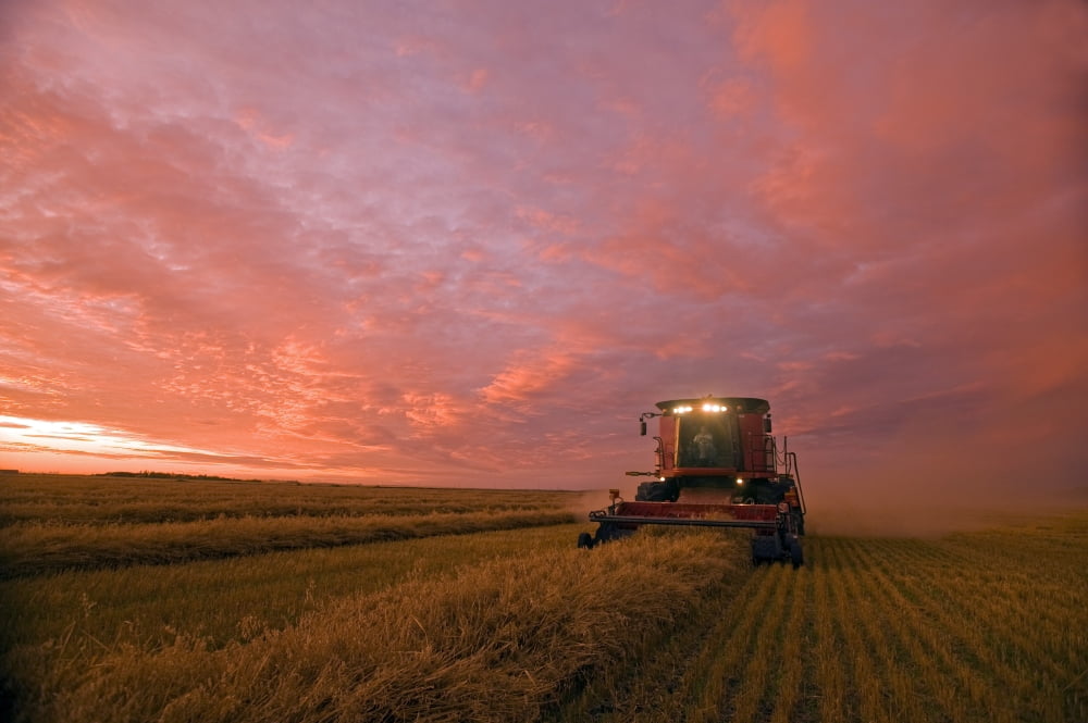 Farmer Harvesting Oat Crop With A Combine At Dusk Near Dugald Manitoba Canvas Art - Dave Reede Design Pics (34 x 22)